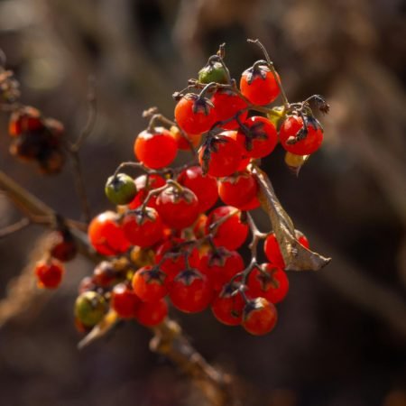 pexels-israyosoy-35661119