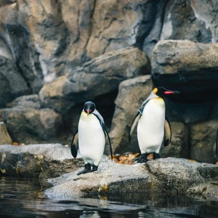 pexels-lureofadventure-35660220