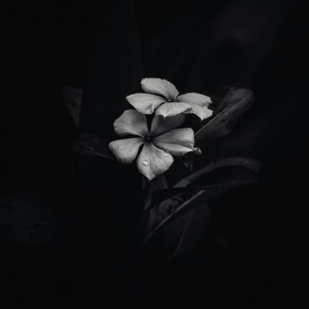 pexels-sharath-giri-77553-3849160